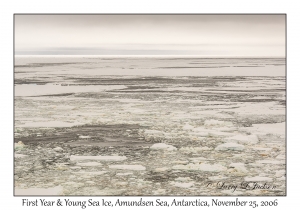 First Year & Young Sea Ice