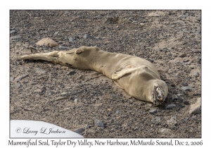 10 year old Mummified Seal