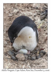 Adelie Penguin & egg