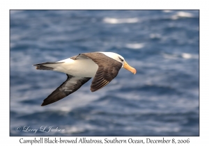 Campbell Black-browed Albatross