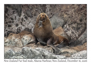New Zealand Fur Seal male