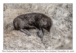 New Zealand Fur Seal juvenile
