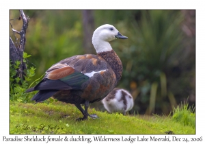 Paradise Shelduck female & duckling