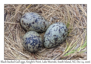 Black-backed Gull eggs