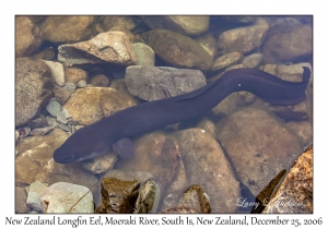 New Zealand Longfin Eel
