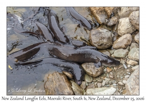 New Zealand Longfin Eels