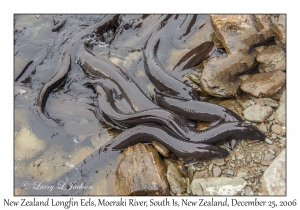 New Zealand Longfin Eels