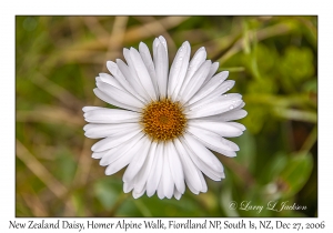 New Zealand Daisy