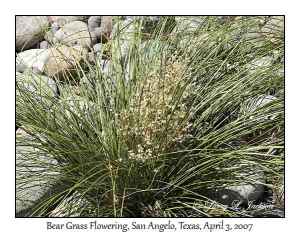 Bear Grass, flowering
