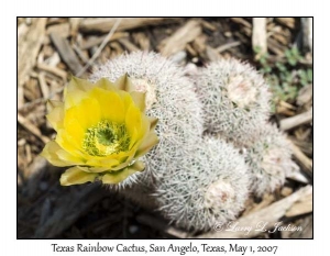 Texas Rainbow Cactus