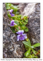 Viola species