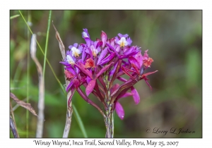 'Winay Wayna' (Orchid)