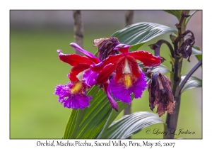 Sobralia dichotoma (Orchid)