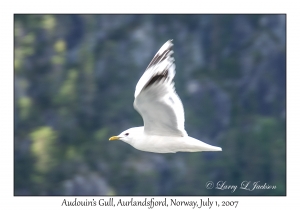 Audouin's Gull