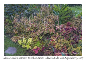 Coleus
