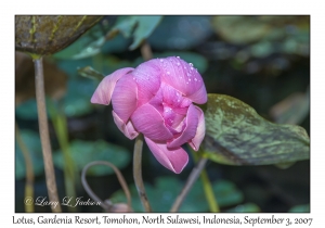 Lotus Flower