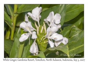 White Ginger Flowers