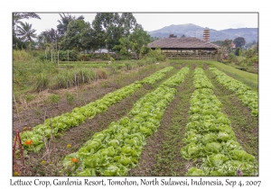 Lettuce Crop