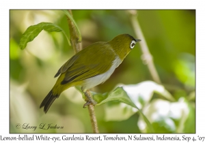 Lemon-bellied White-eye