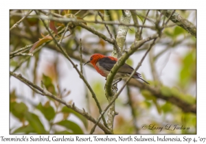 Temminck's Sunbird female