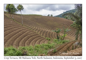 Crop Terraces