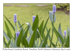 Pickerelweed