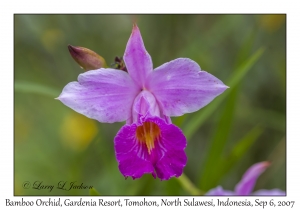 Bamboo Orchid