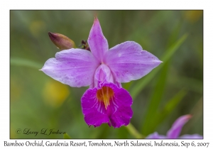 Bamboo Orchid