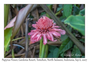 Papyrus Flower