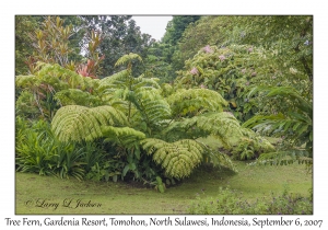 Tree Fern