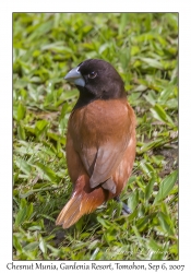 Chesnut Munia