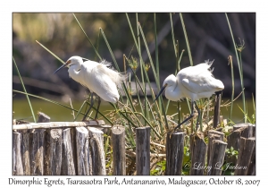 Dimorphic Egrets