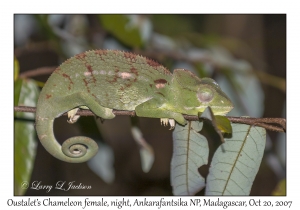 Oustalet's Chameleon female
