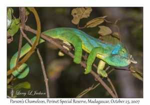 Parson's Chameleon male