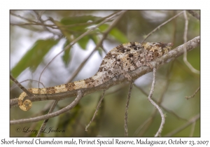 Short-horned Chameleon male