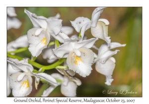 Ground Orchid