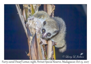 Furry-eared Dwarf Lemur