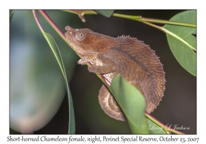 Short-horned Chameleon female