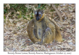 Berenty Brown Lemur