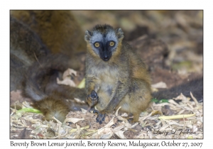 Berenty Brown Lemur juvenile