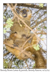 Berenty Brown Lemur & juvenile
