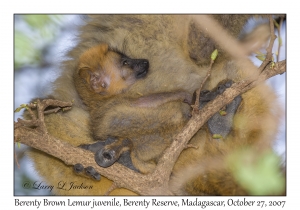Berenty Brown Lemur juvenile