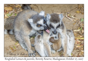 Ringtailed Lemurs & juvenile