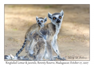 Ringtailed Lemur & juvenile