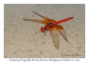 Dropwing Dragonfly