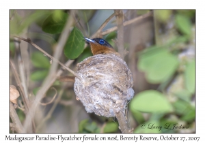 Madagascar Paradise-Flycathcer female on nest