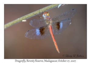 Madagascar Dragonfly
