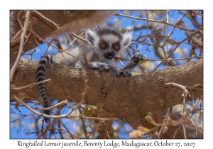 Ringtailed Lemur juvenile