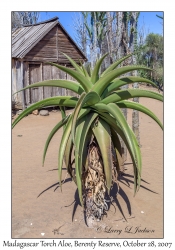 Madagascar Torch Aloe