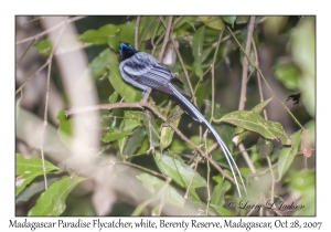 Madagascar Paradise Flycather